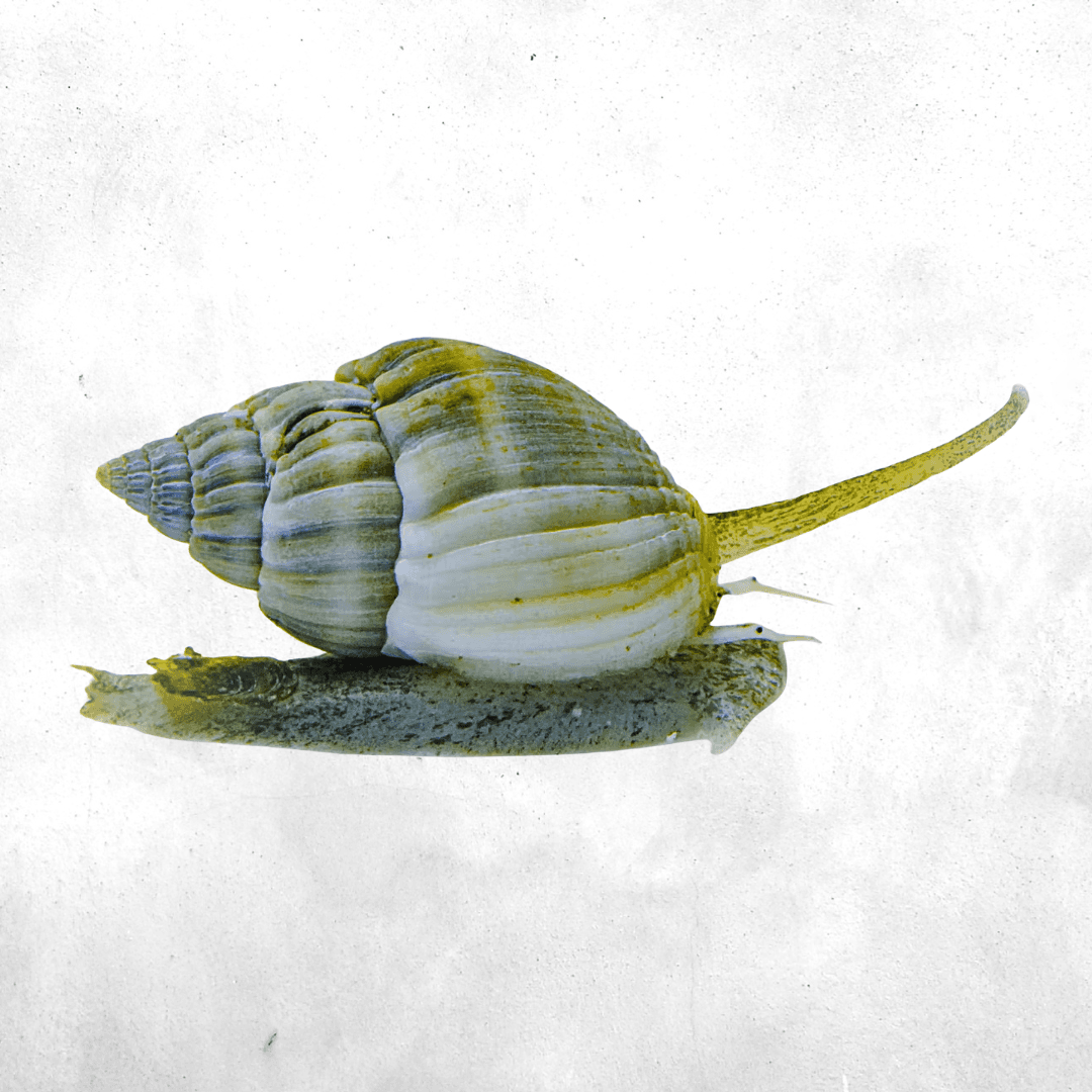 Nassarius sp Bali - Sea Snail