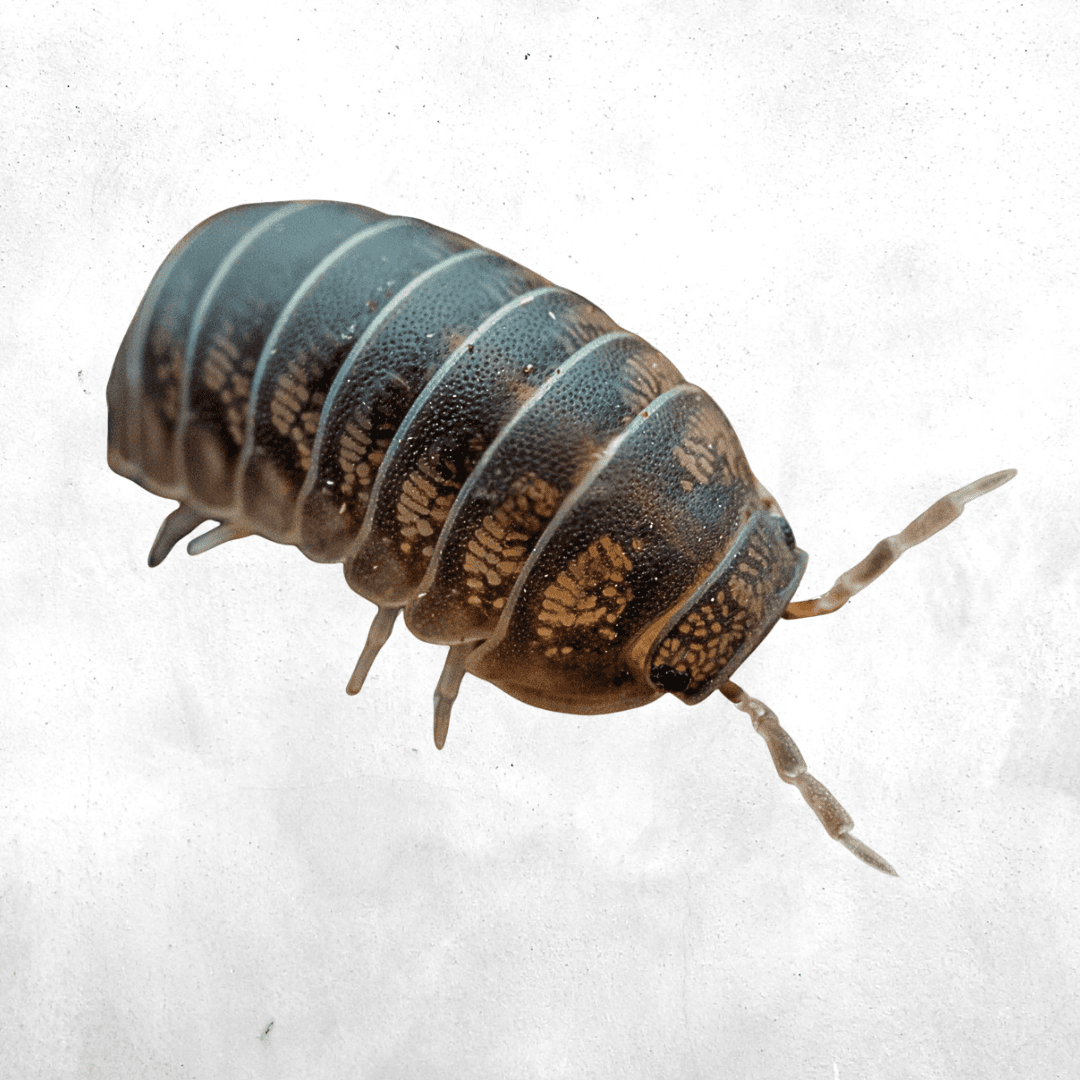 Eubelidae sp