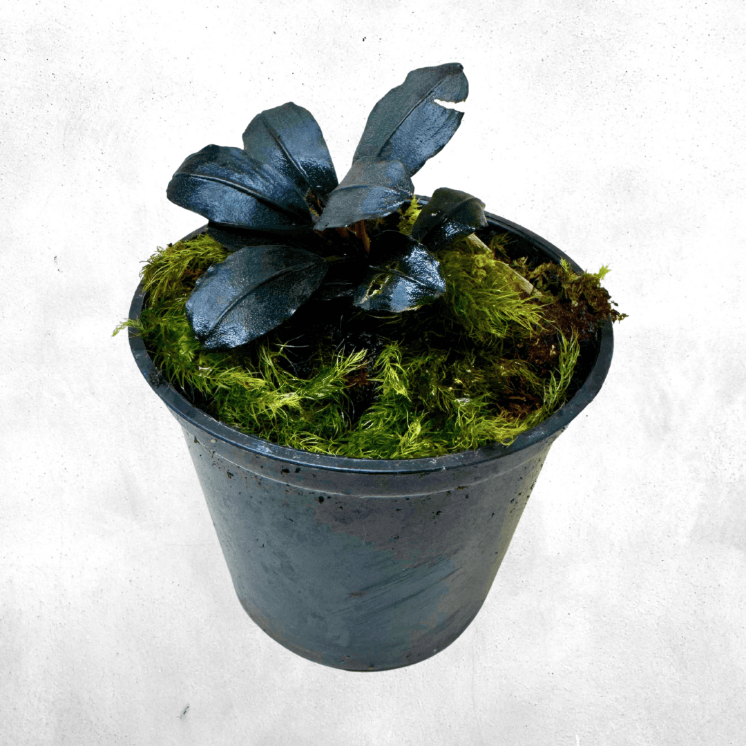 Bucephalandra SP Borneo  - Vivarium Plant