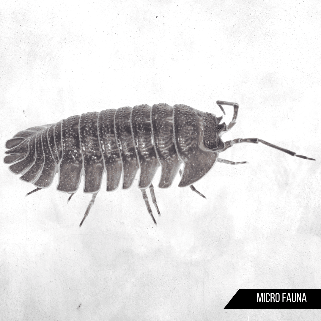 Armadillidium peraccae - Isopod
