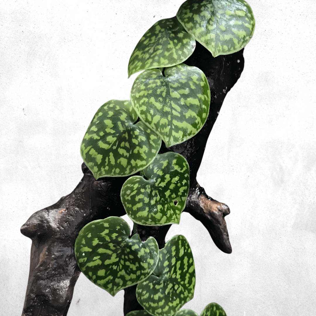 Scindapsus pictus - Vivarium Plant