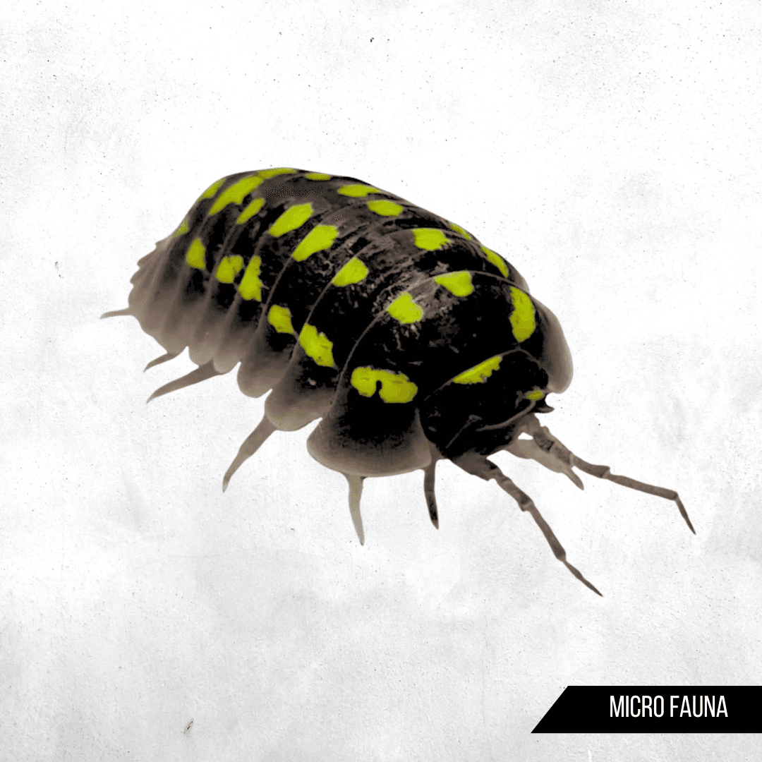 Armadillidium gestroi - Isopod