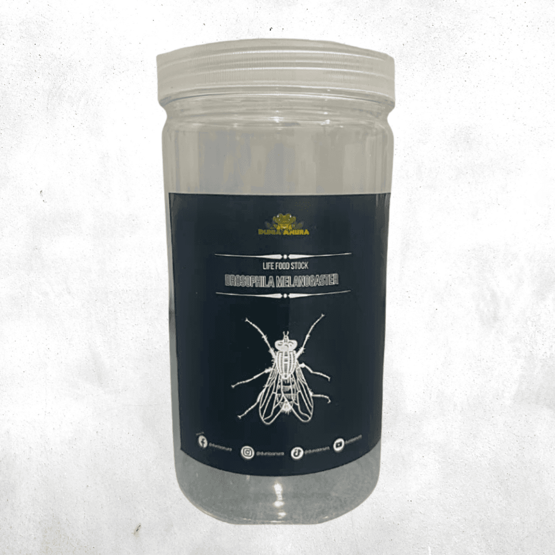 Fruit flies jar - 1300 Ml