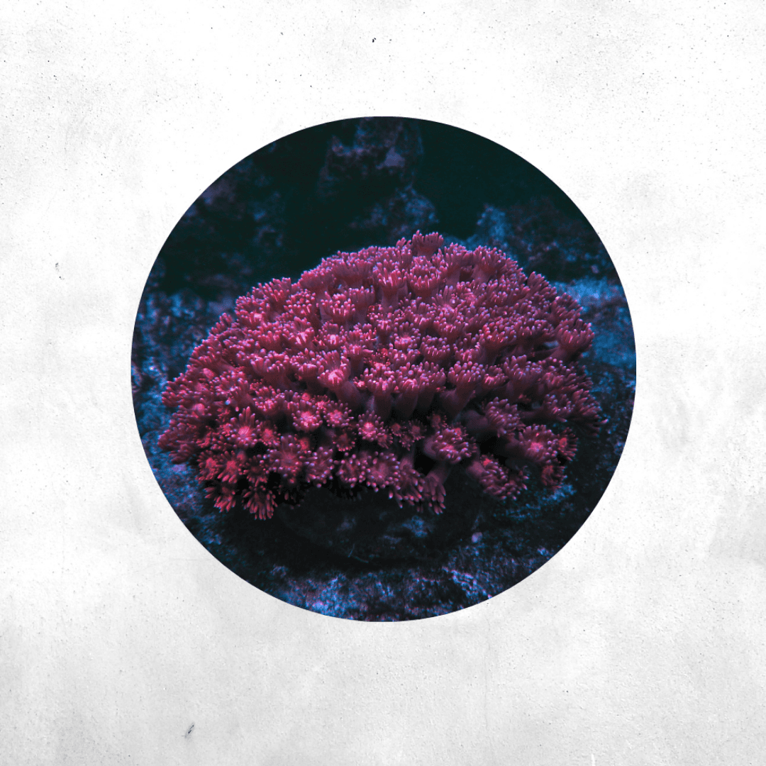 Goniopora - Coral