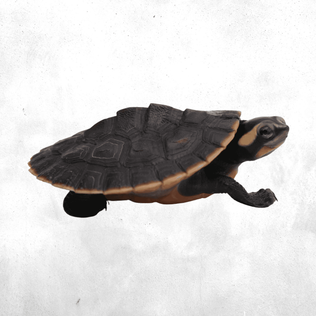 Emydura subglobosa