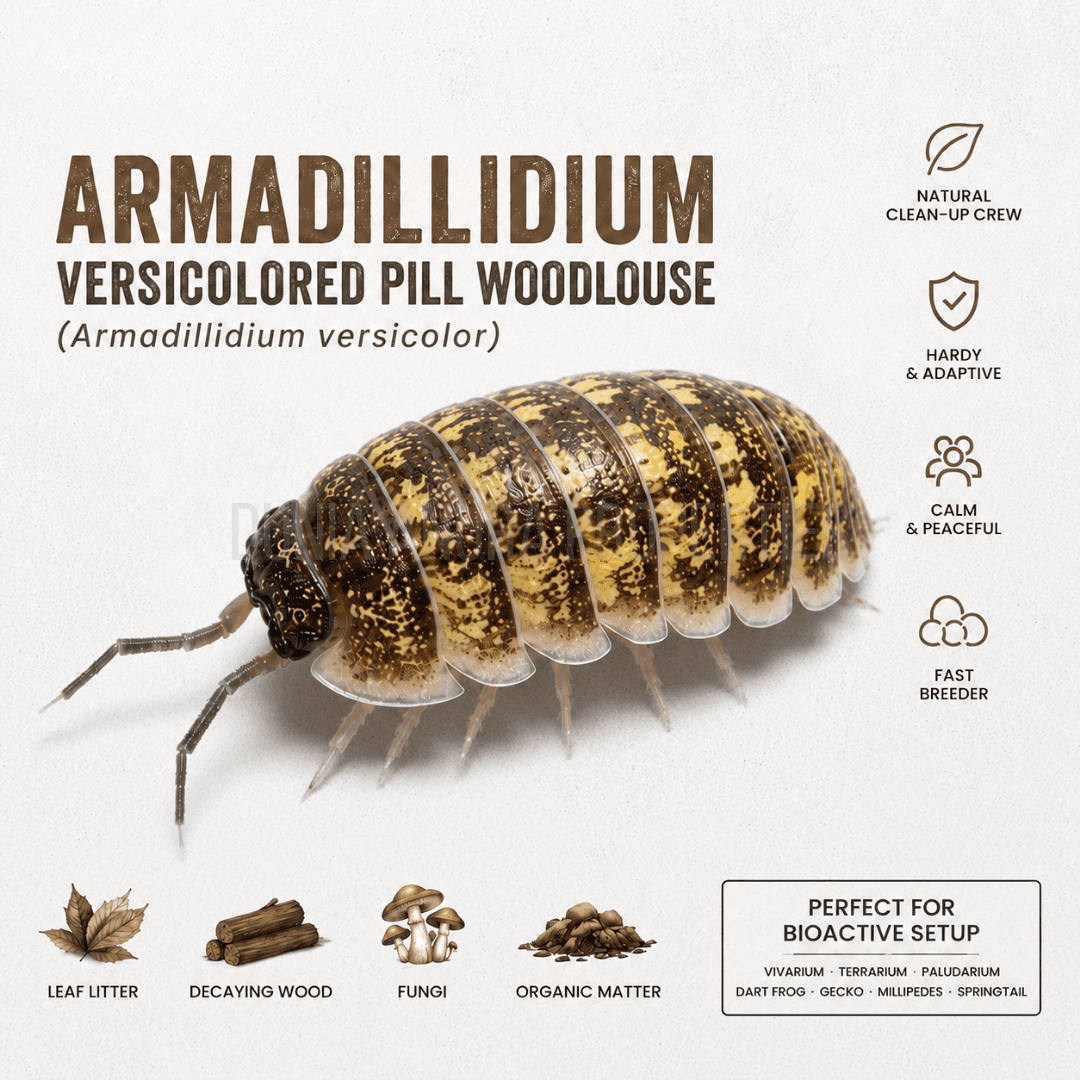 Armadillidium versicolor - Isopod