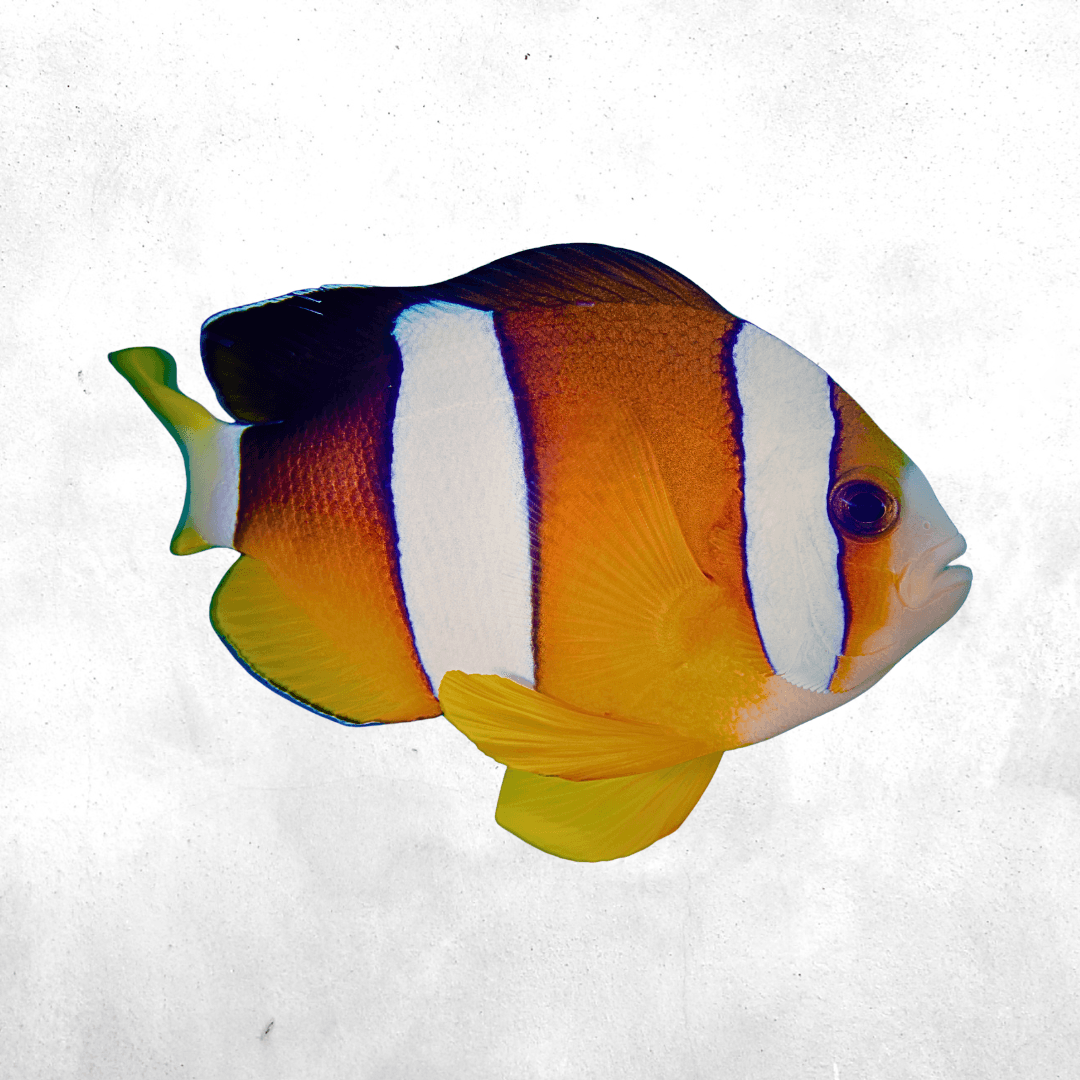 Amphiprion Clarkii - Saltwater fish