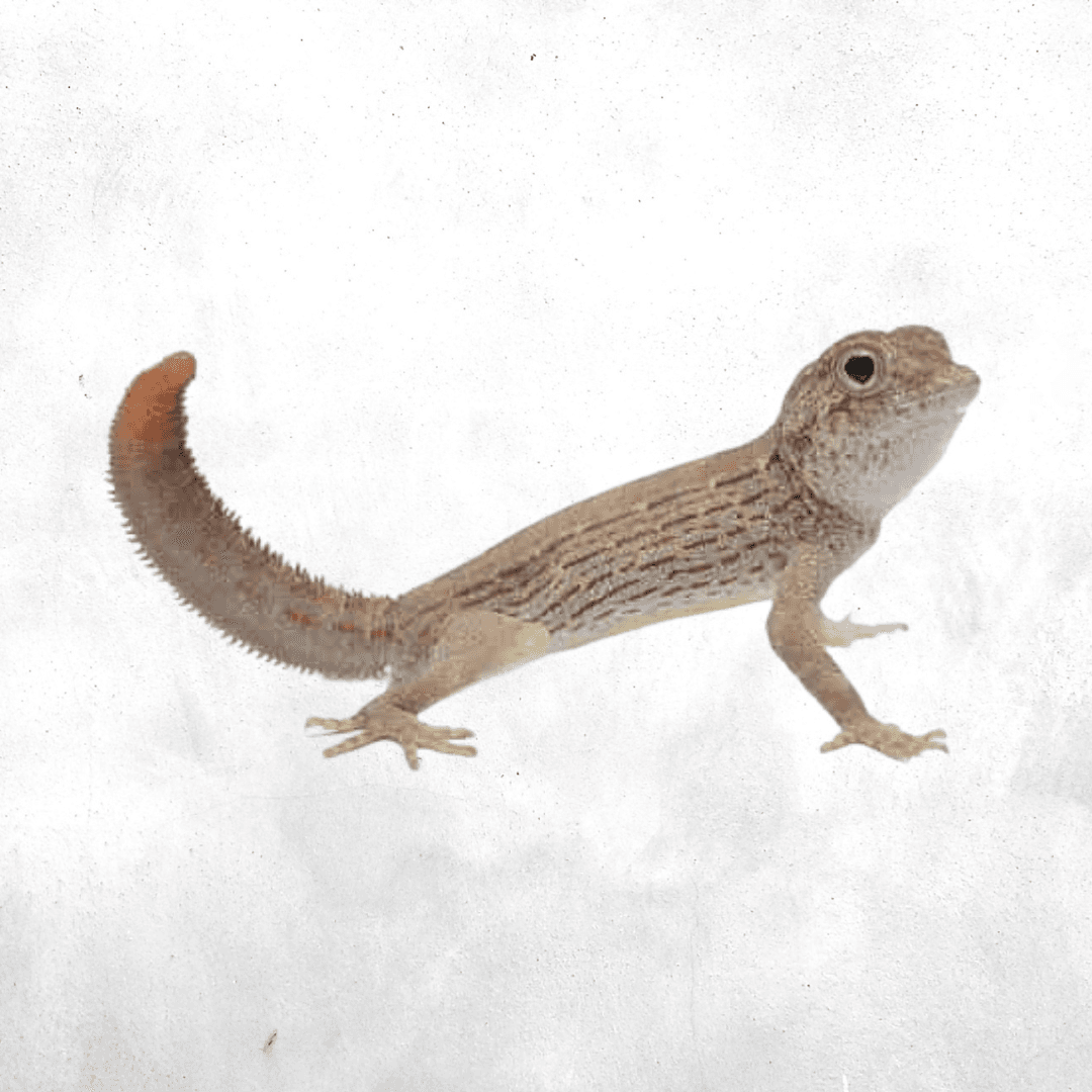 Pristurus carteri