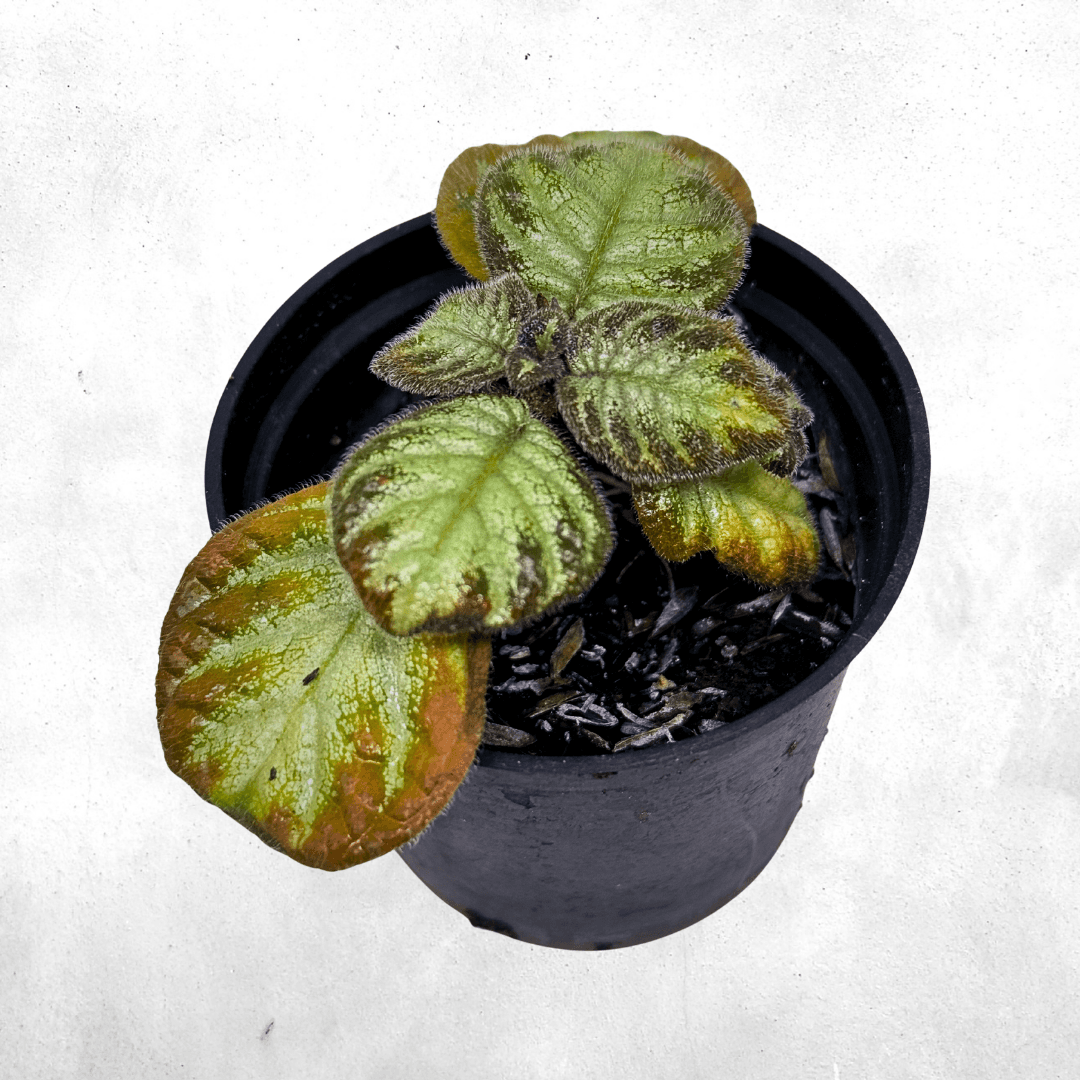 Episcia cupreata cultivar - Vivarium Paludarium Plant