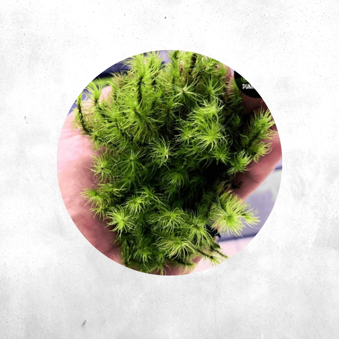 Dicranum polysetum - Forrest Moss