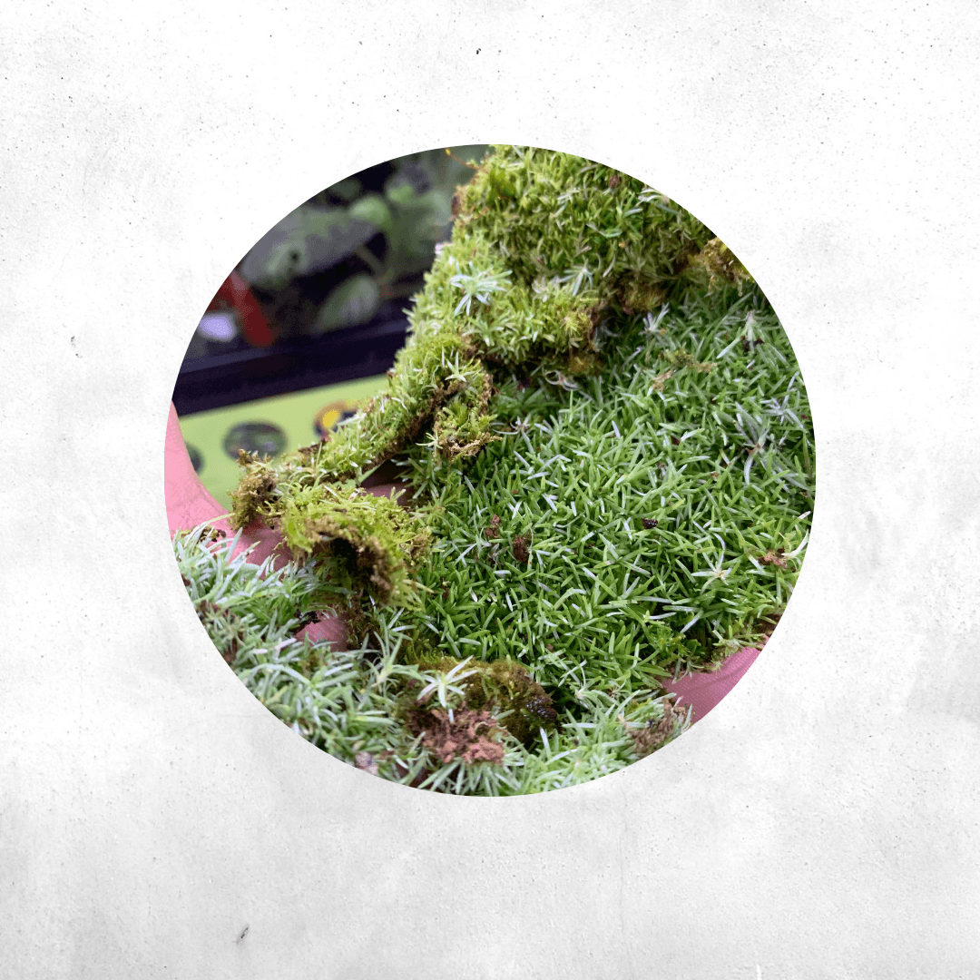 Riccia  - Forrest Moss