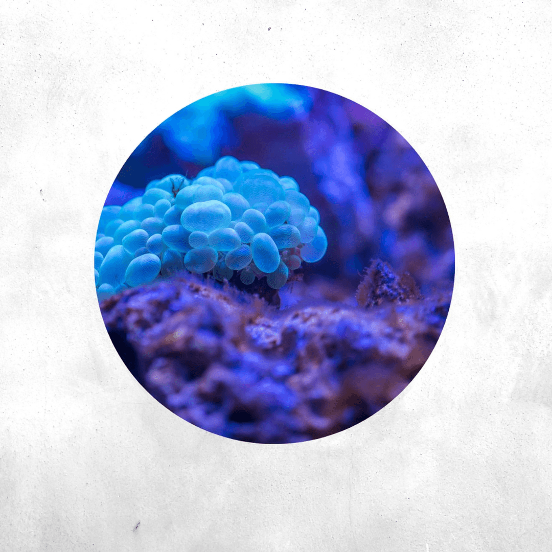 Plerogyra sinuosa - Coral