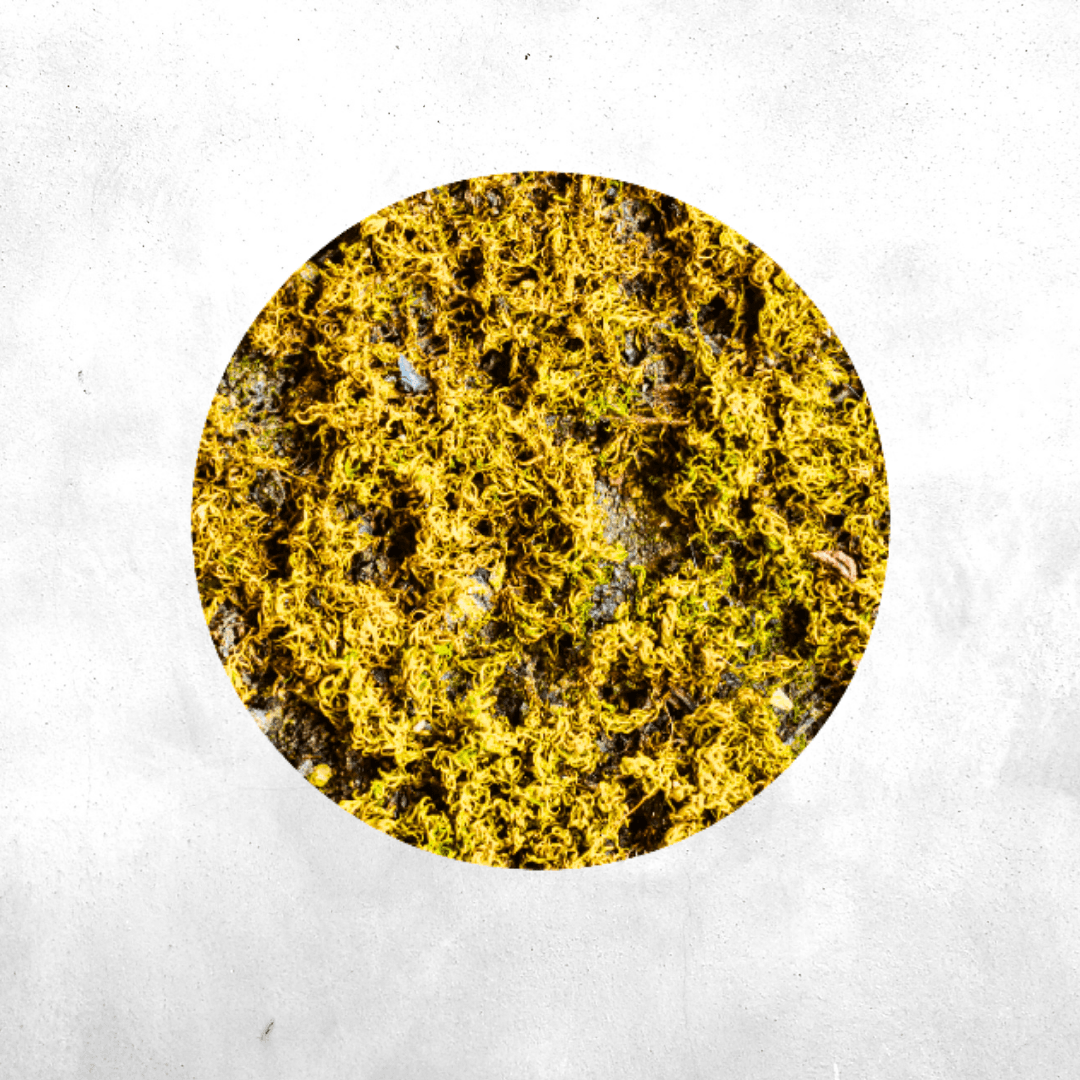 Spaghnum moss kering (Dry moss)