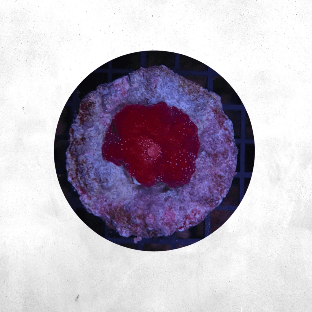 Discosoma Spp - Coral