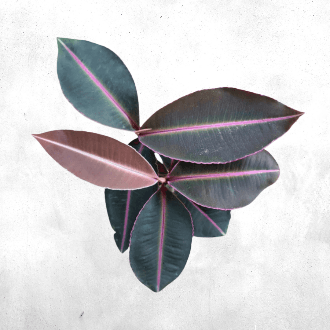 Labisa sp pink line - Vivarium Plant