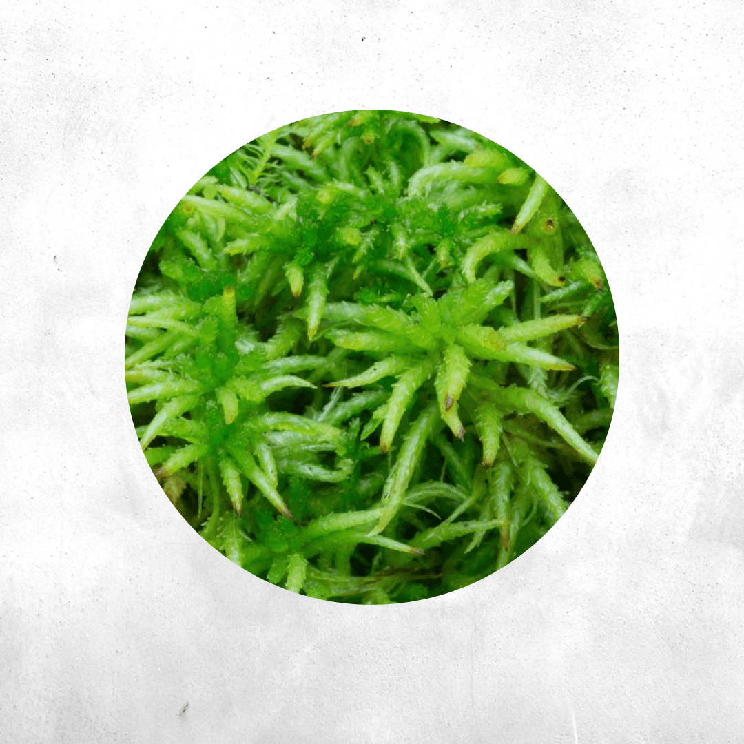 Sphagnum palustre - Forrest Moss