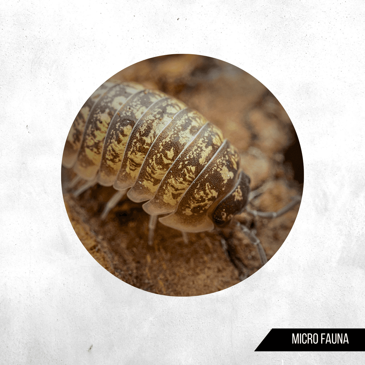 Armadillidium versicolor - Isopod