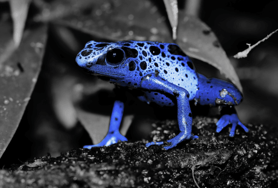 Dendrobates tinctorius "Azureus"