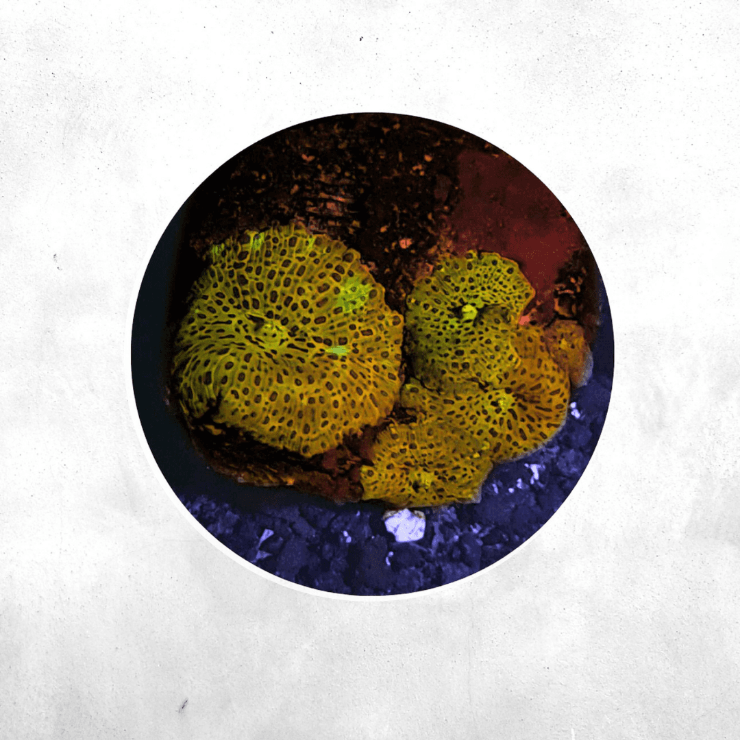 Discosoma Leopard - Coral