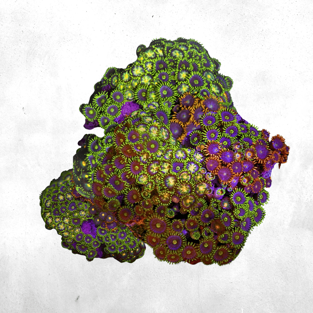 Zoanthus sansibaricus - Sea Coral