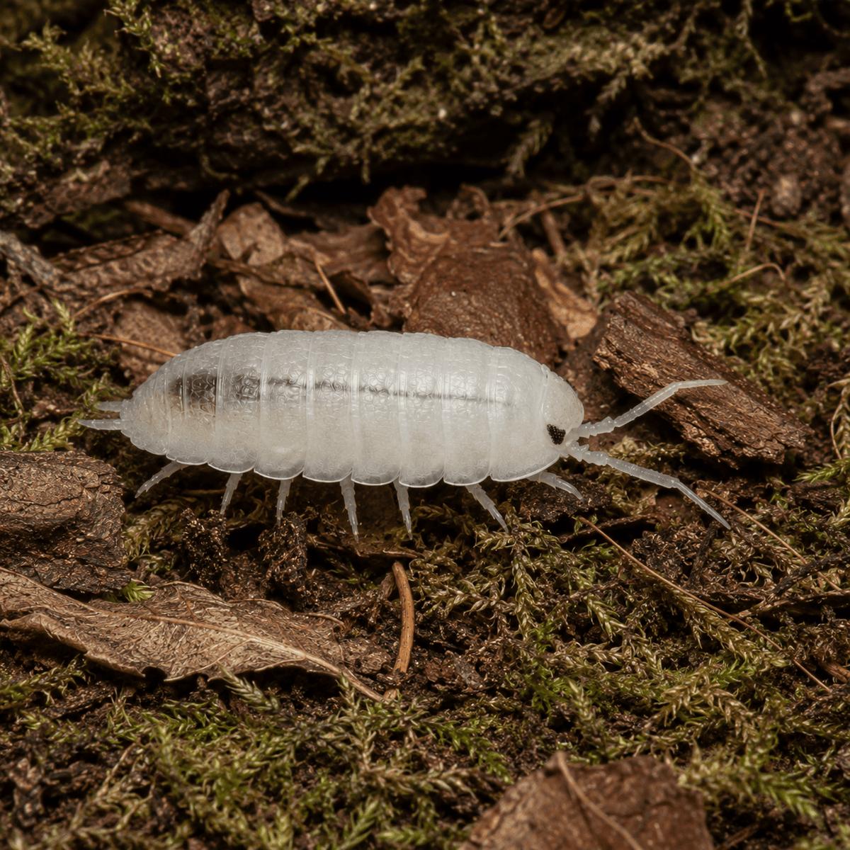 Trichorhina tomentosa - Isopod