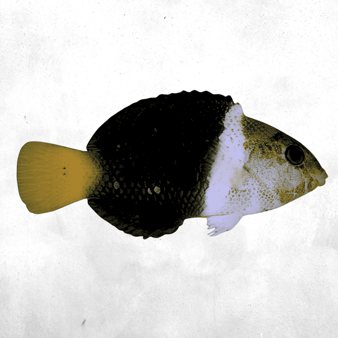 Hemigymnus melapterus - Salt water fish