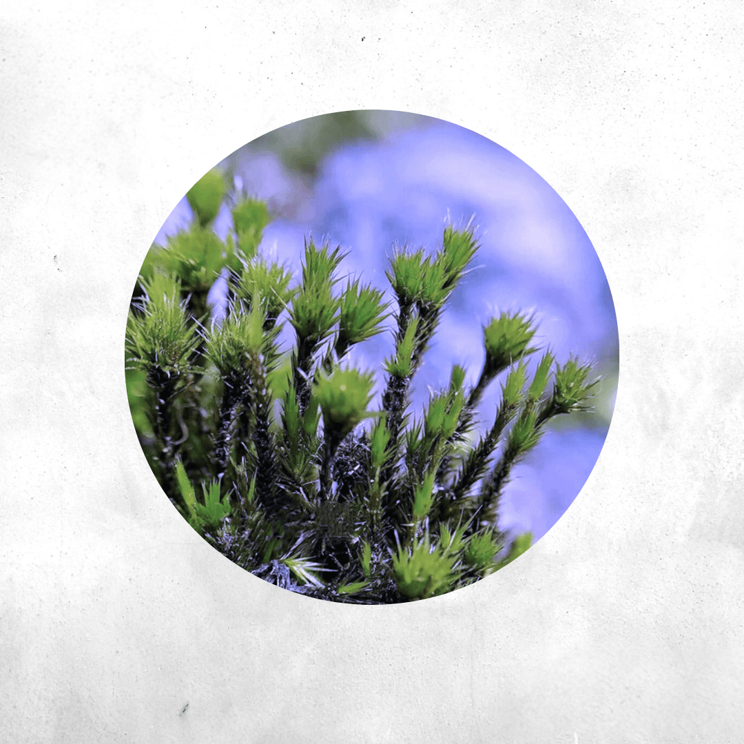 Campylopus umbellatus - Forrest Moss