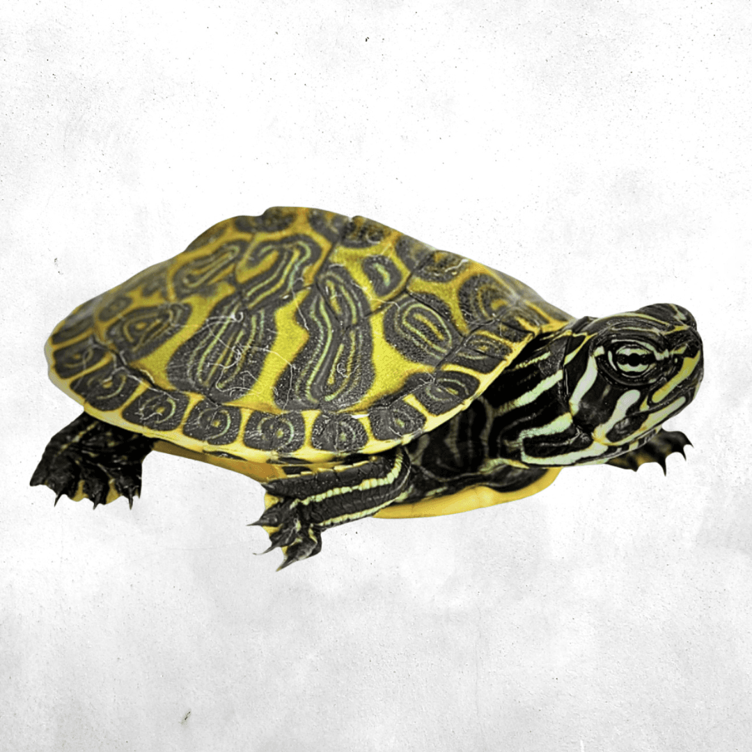 Pseudemys nelsoni