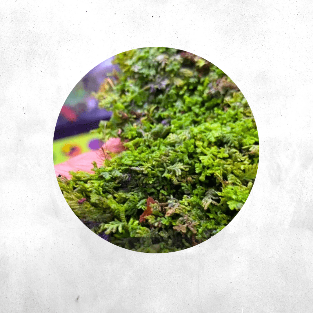 Spike - Forrest Moss