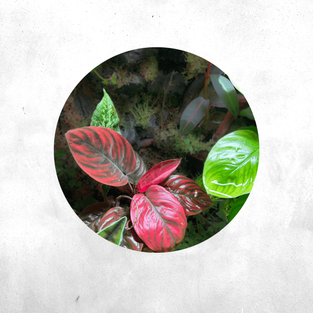 Homalomena Red sp Borneo - Vivarium Plant