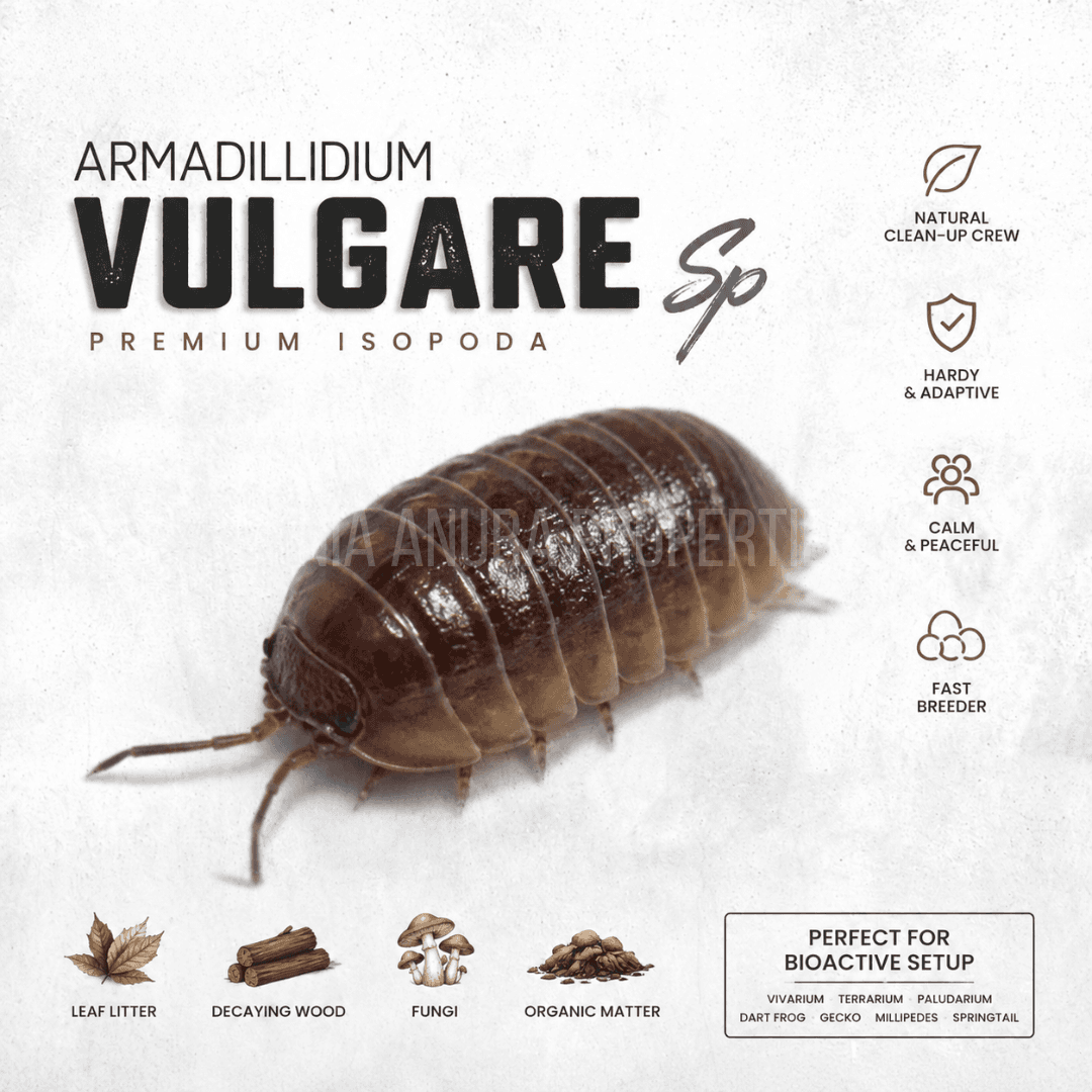 Armadillidium vulgare Sp