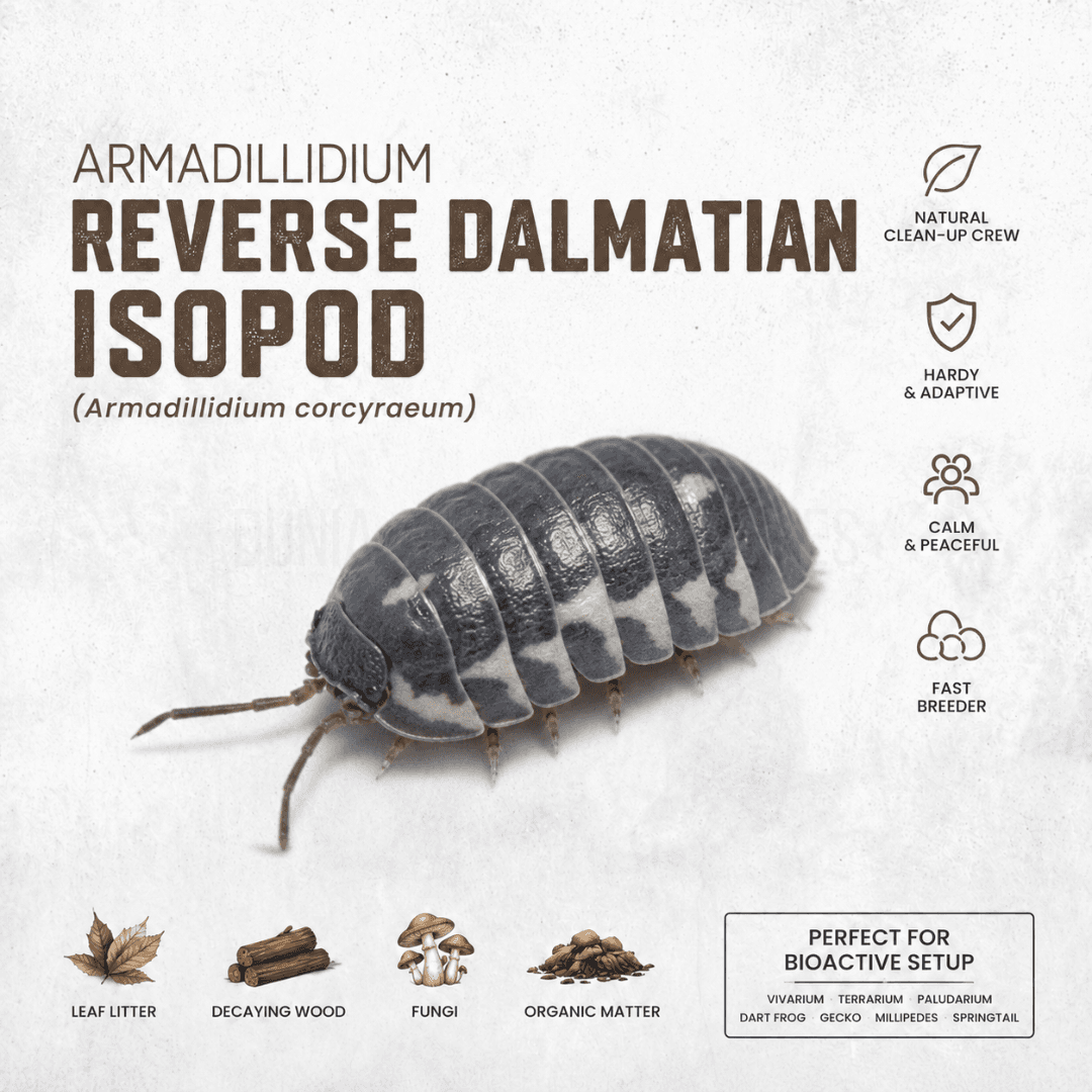 Armadillidium corcyraeum