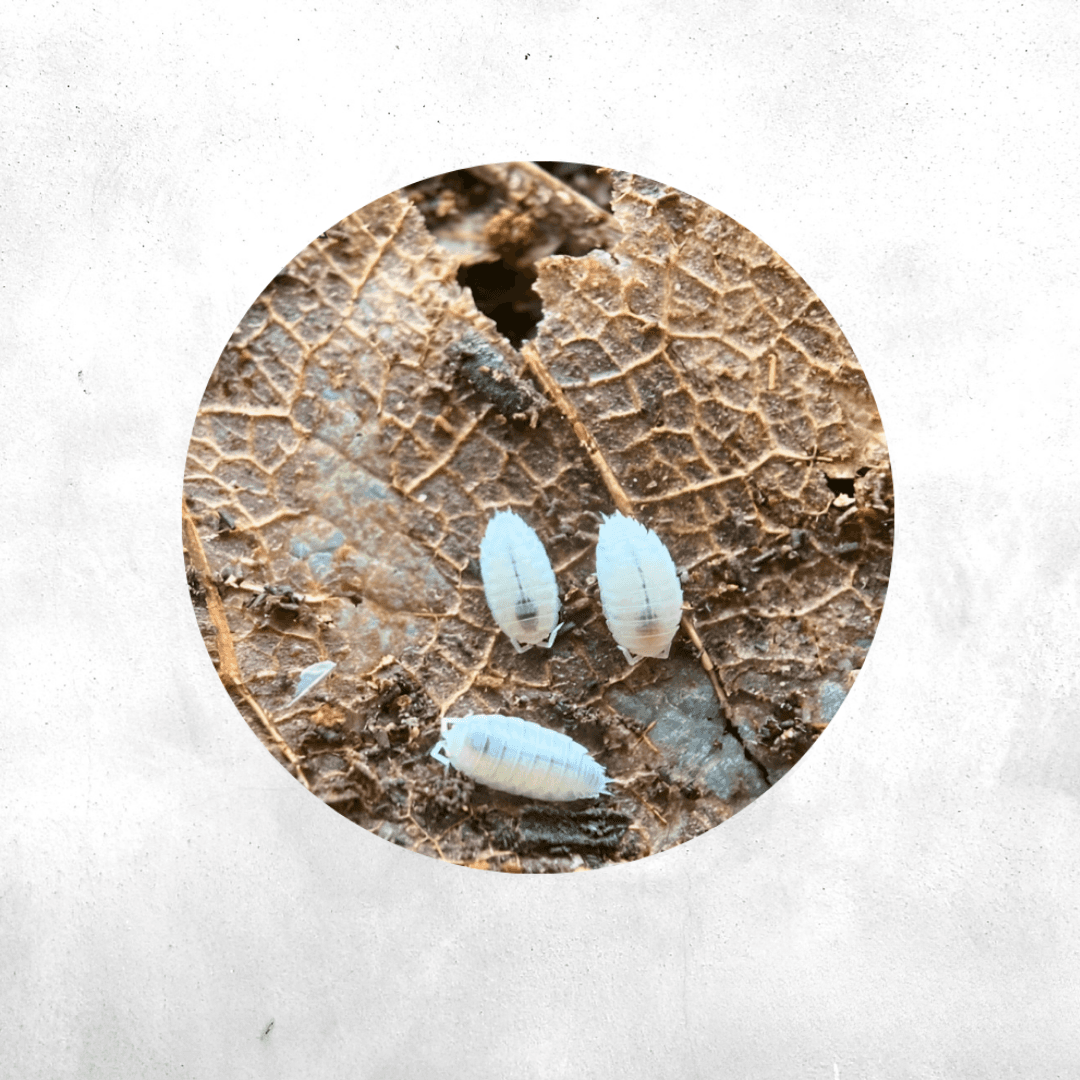 Trichorhina tomentosa - Isopod
