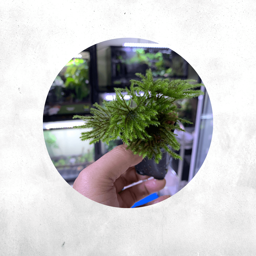 Hypnodendron comosum - Forrest Moss