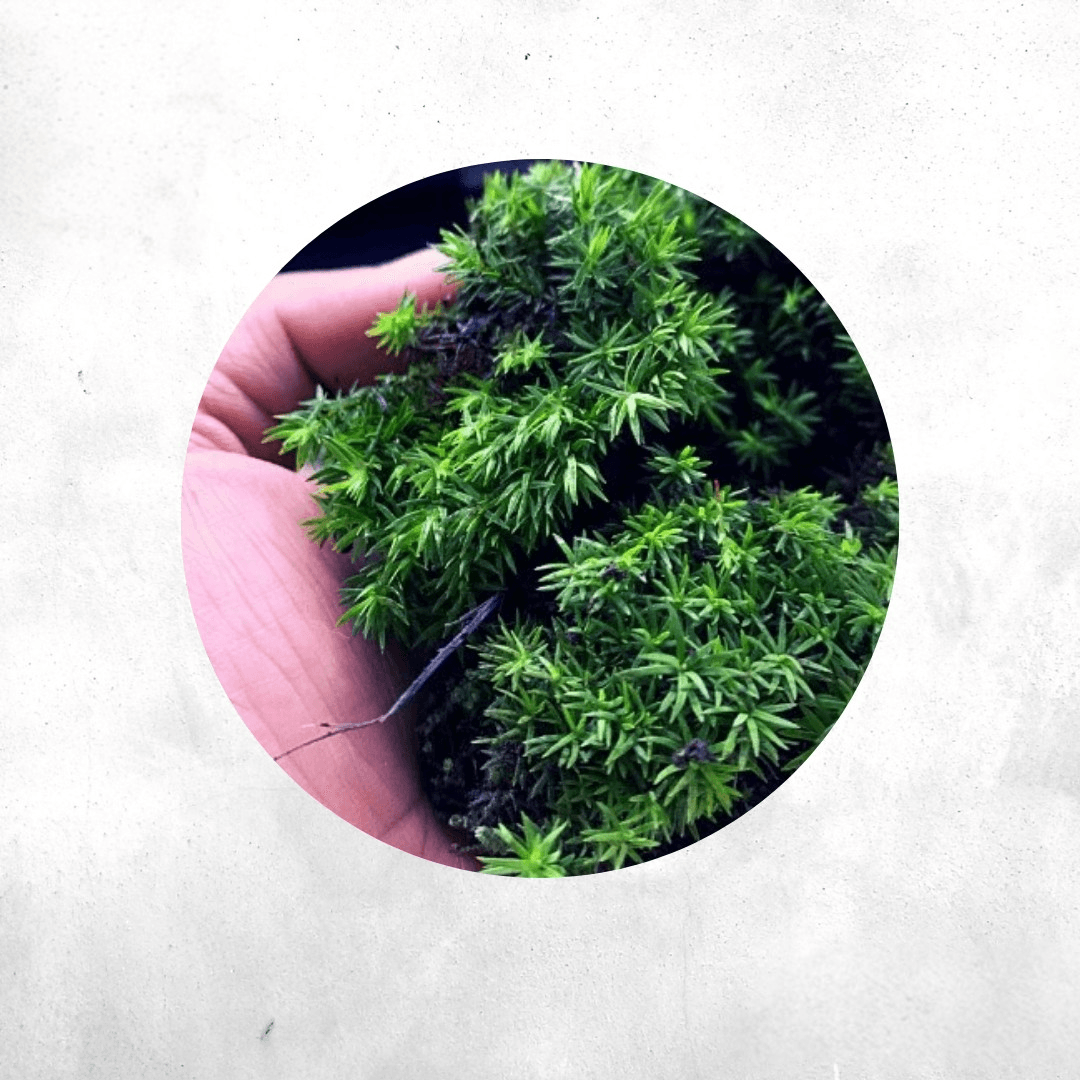 Tortula ruralis - Forrest Moss