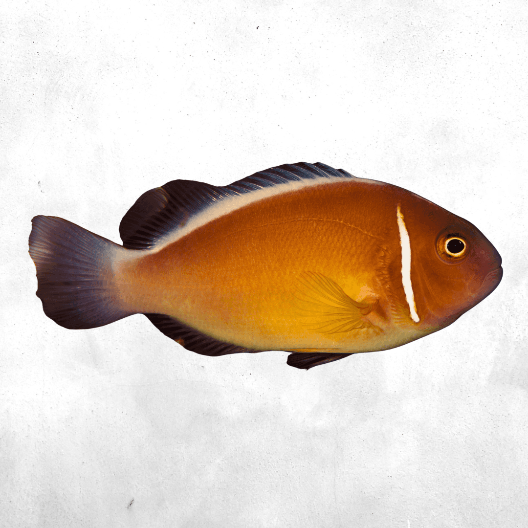 Amphiprion perideraion - Saltwater fish