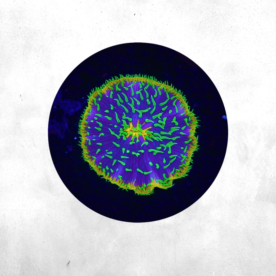 Fungia - Plate Coral