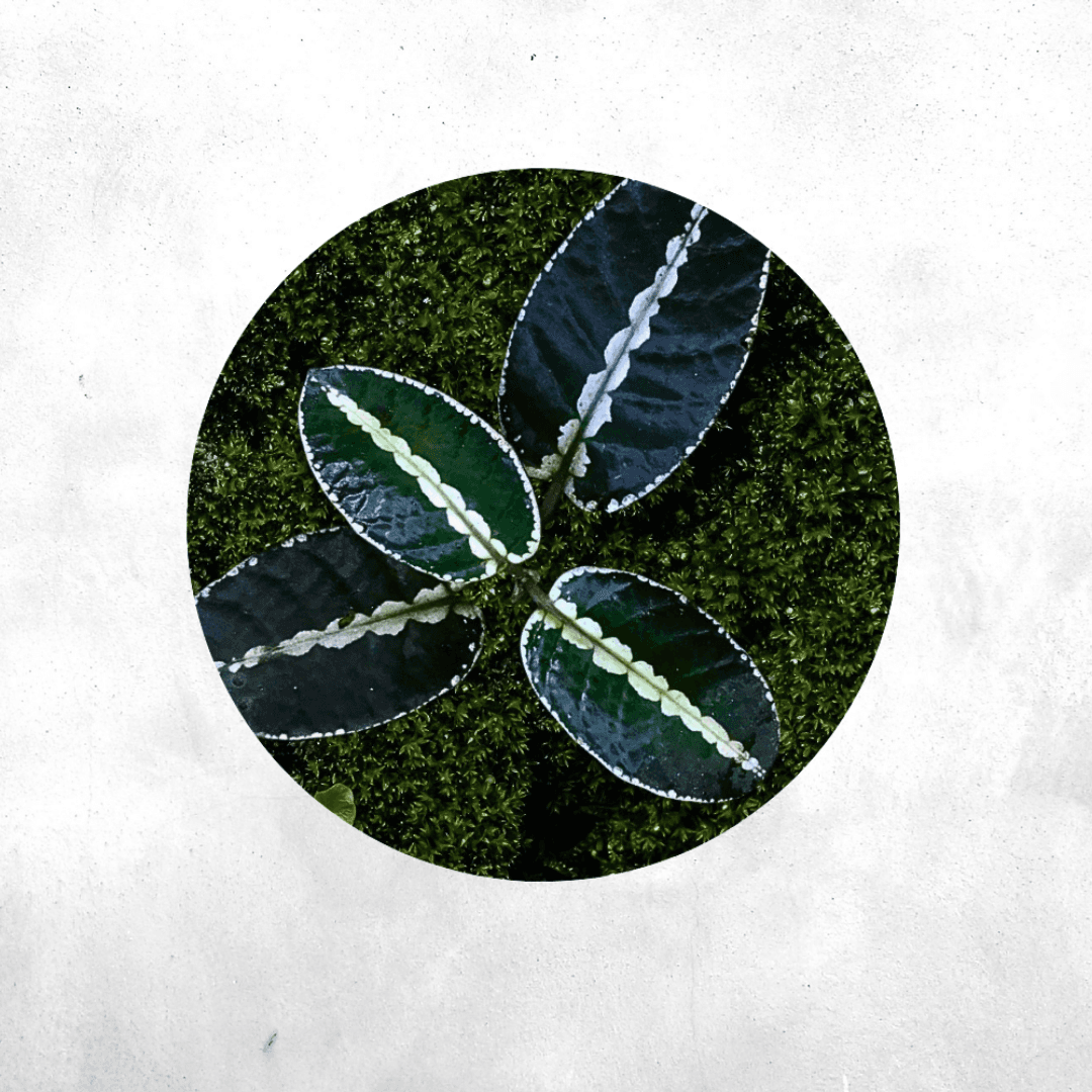 Argostemma SP Dark Green - Vivarium Plant