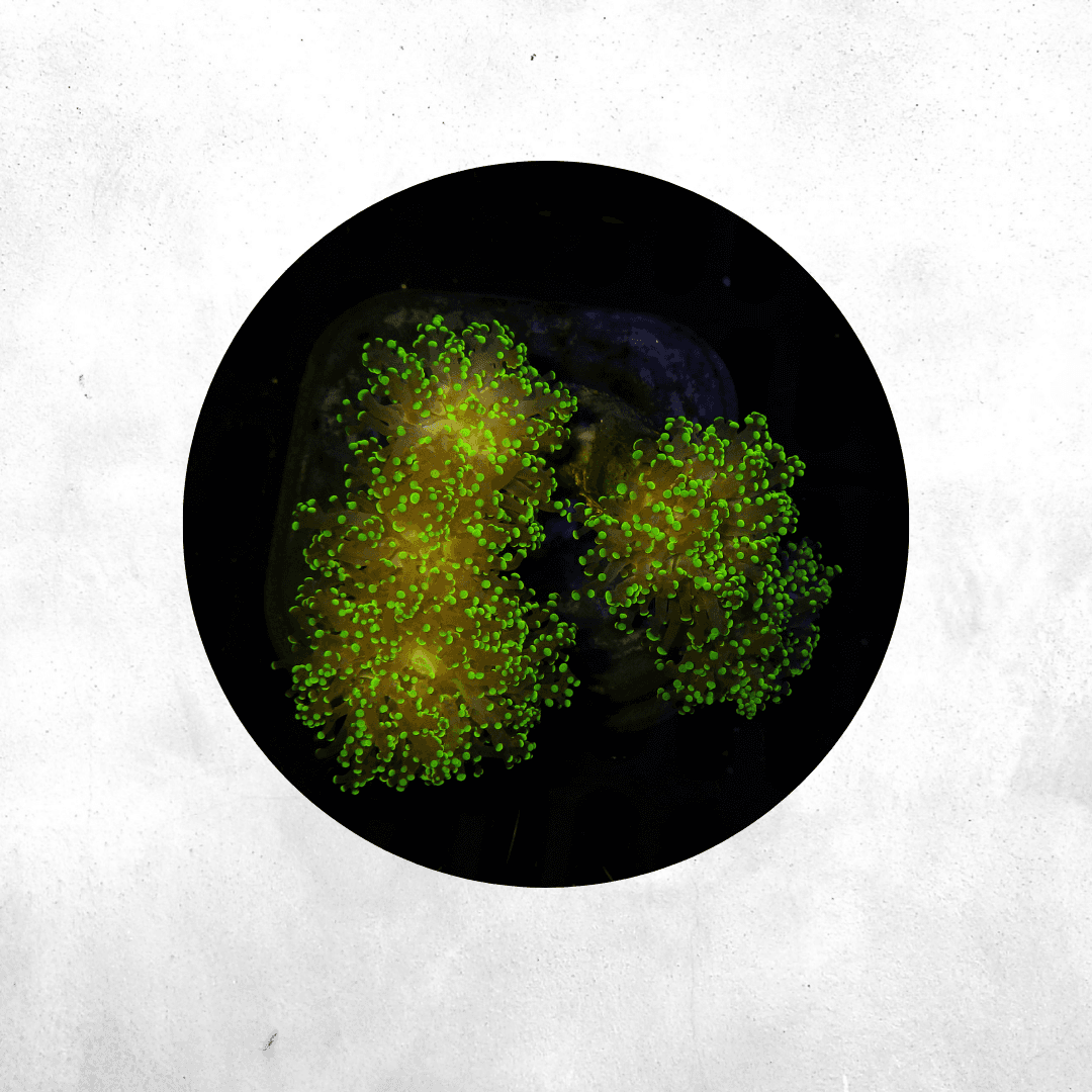 Euphyllia yaeyamensis - Coral