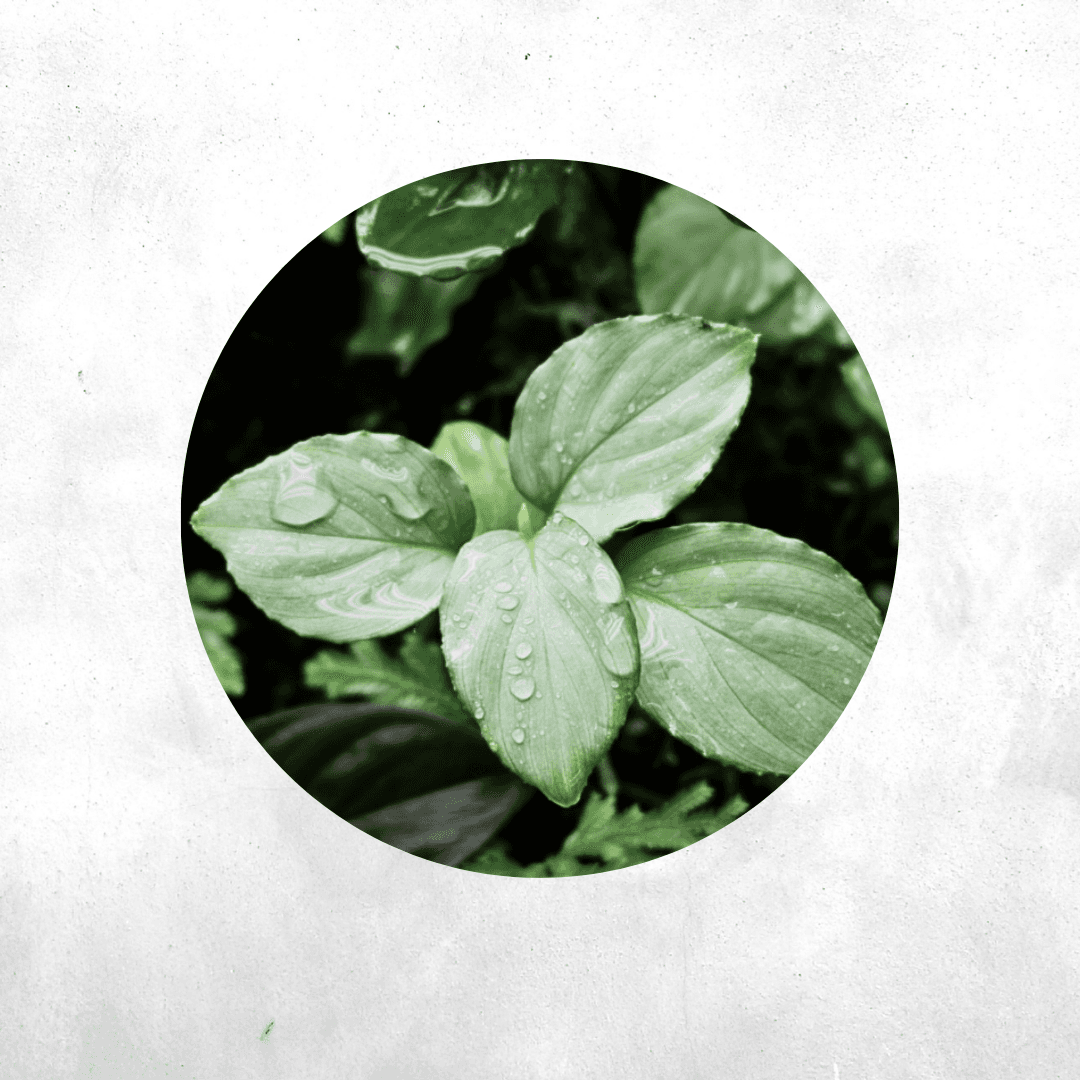 Homalomena sp Silver - Vivarium Plant