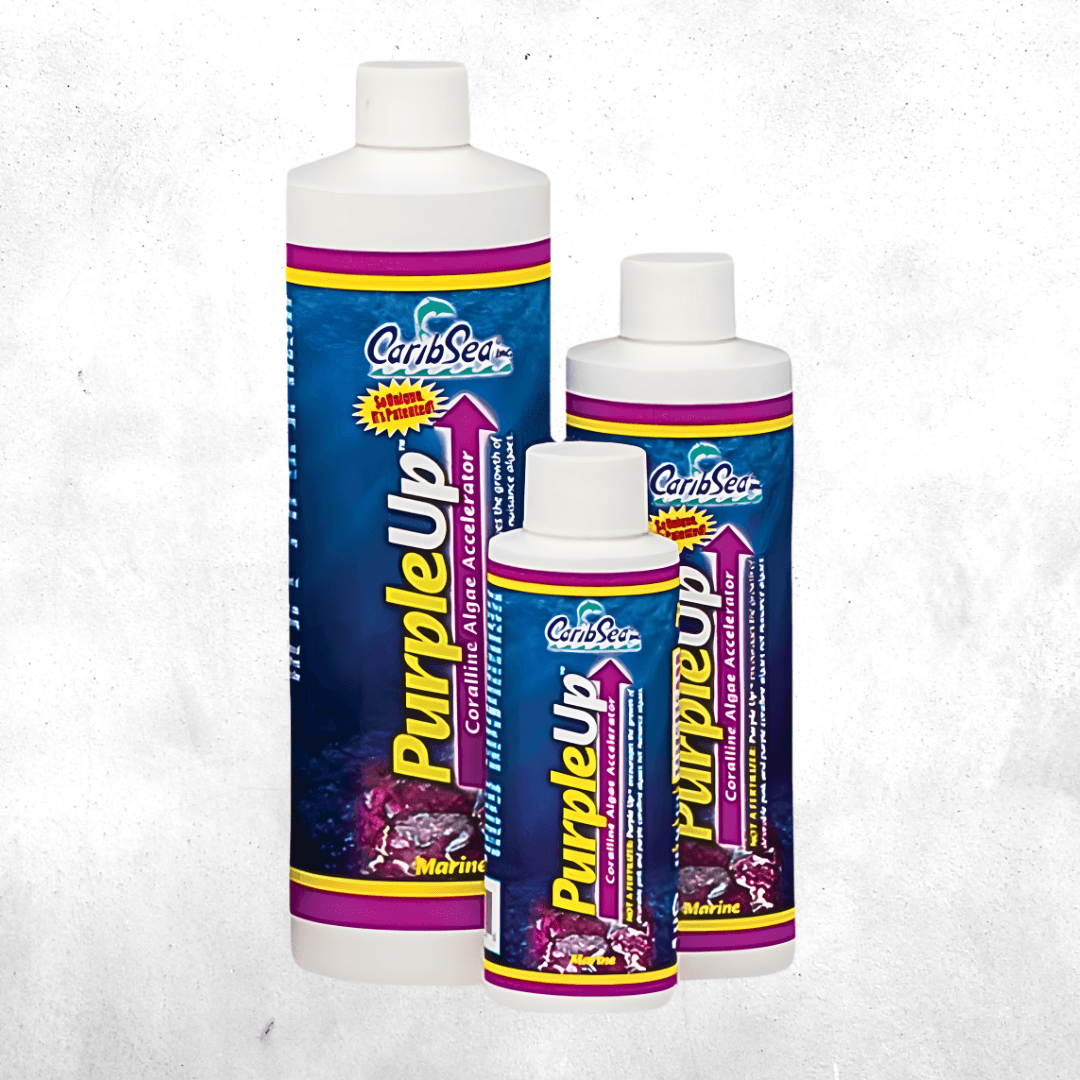 purple up 473 ml - Coralline Accelerator