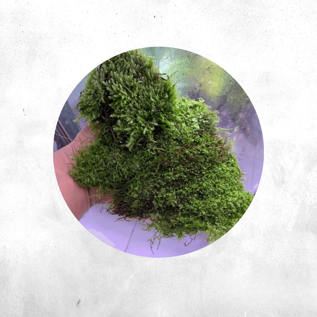 Brachythecium rutabulum - Forrest Moss