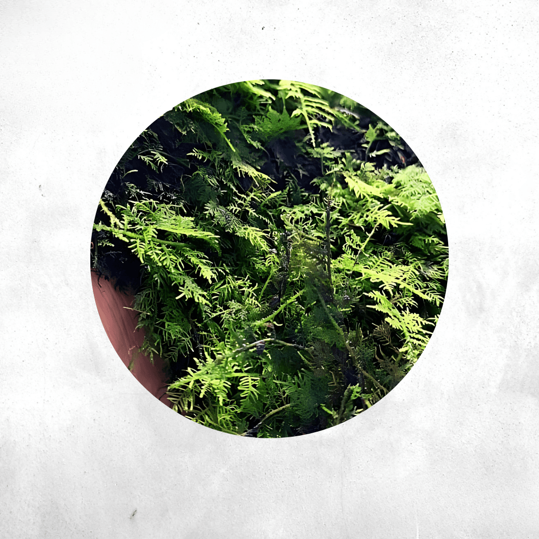 Vesicularia Sp Java - Forrest Moss