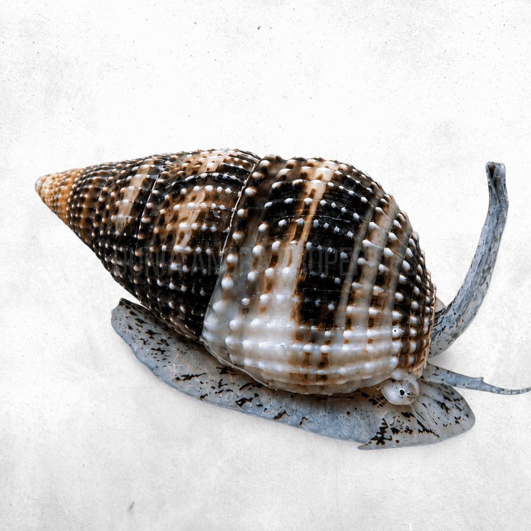 Nassarius Sp