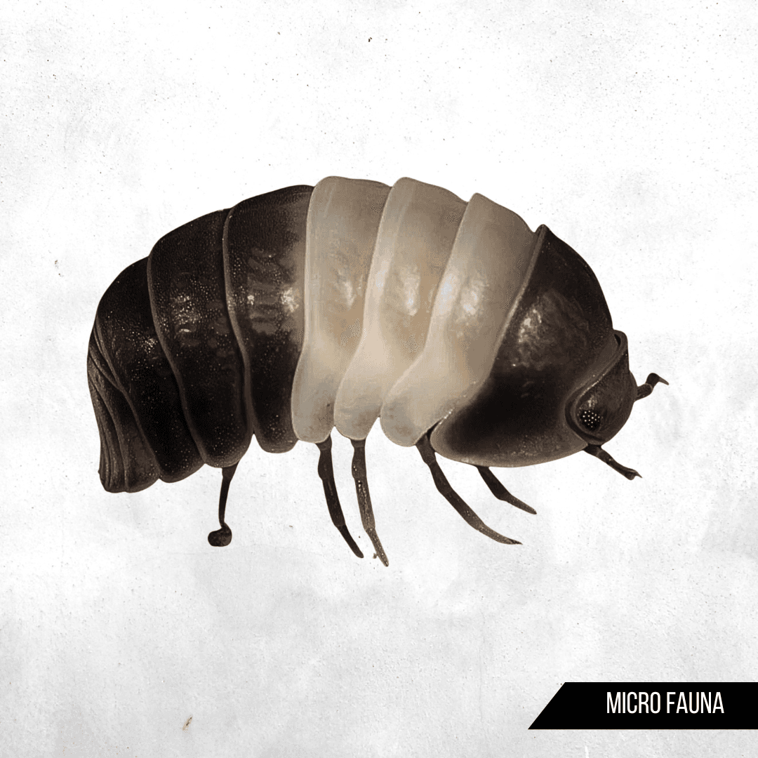 Cubaris Sp Panda King - Isopod