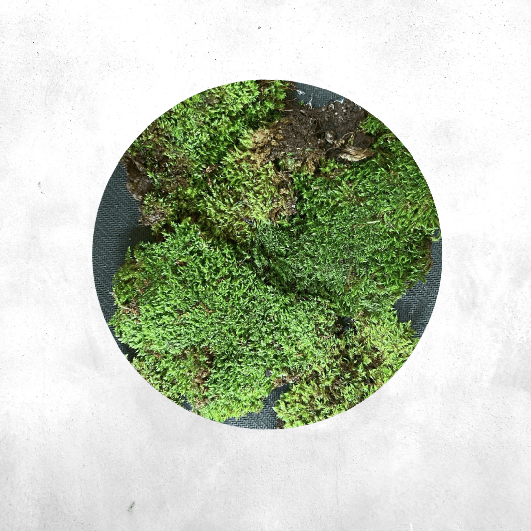 Herzogiella Striatella - Forrest Moss