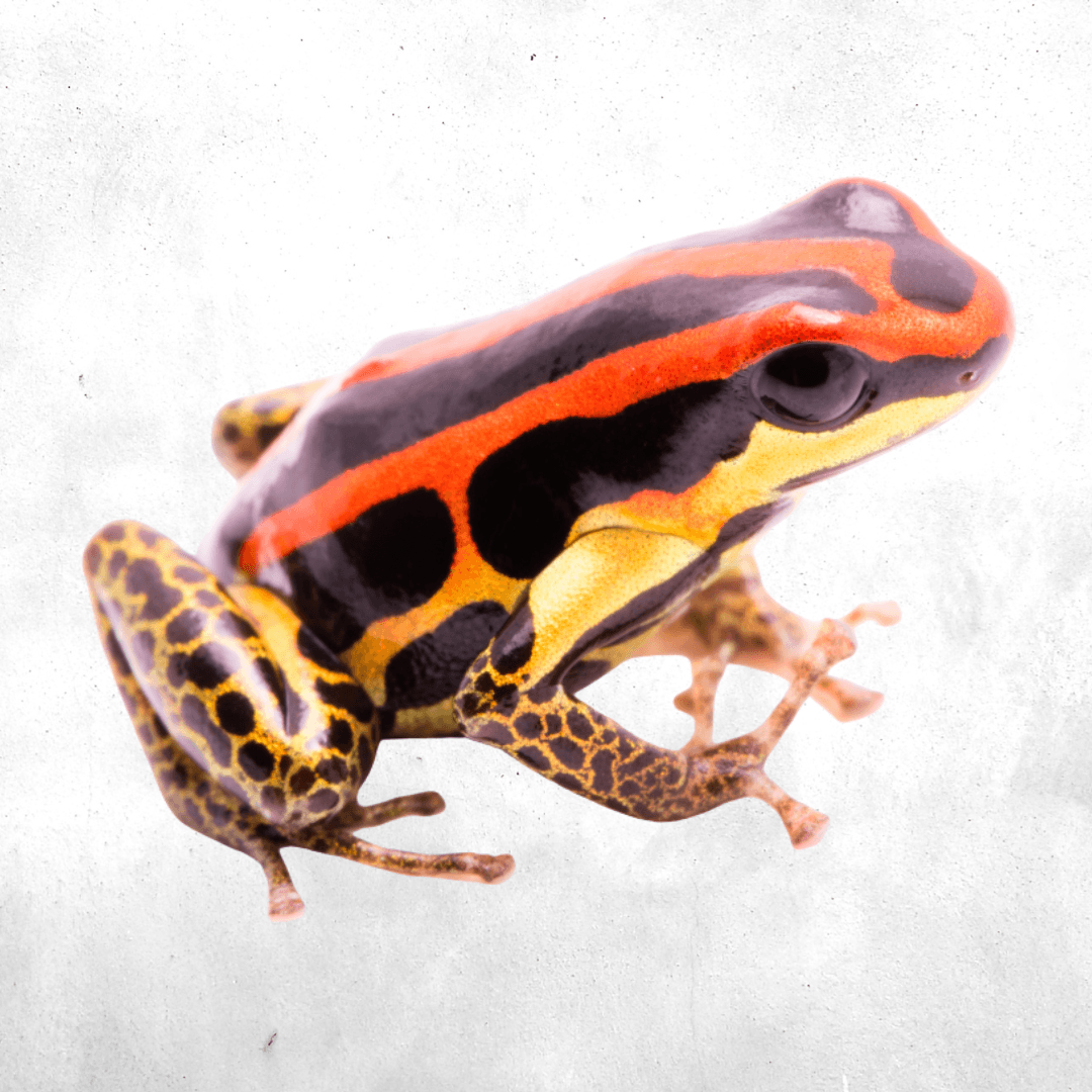 Ranitomeya uakarii