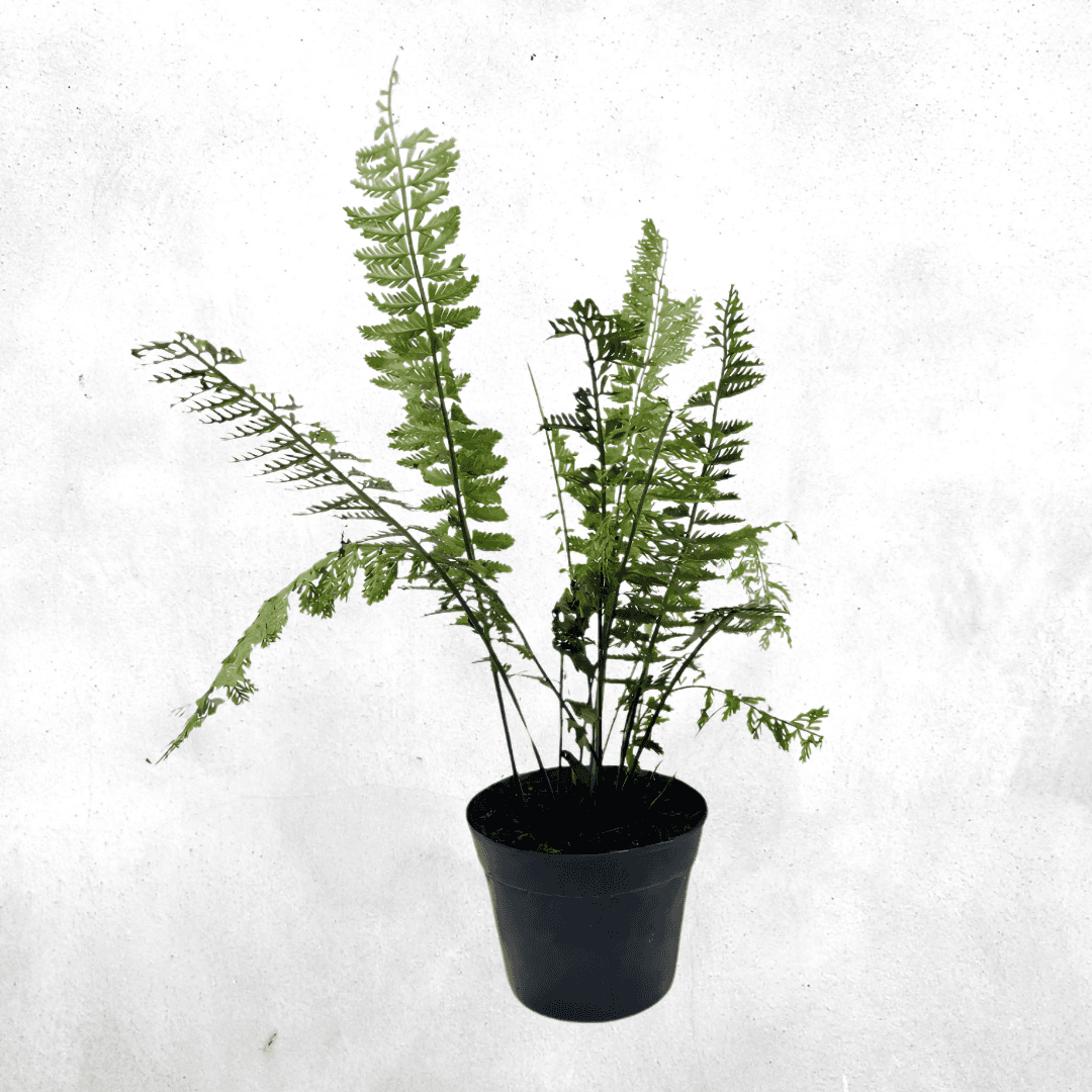 Asplenium Tenerum VAR. PAlidum - Vivarium Paludarium Plant