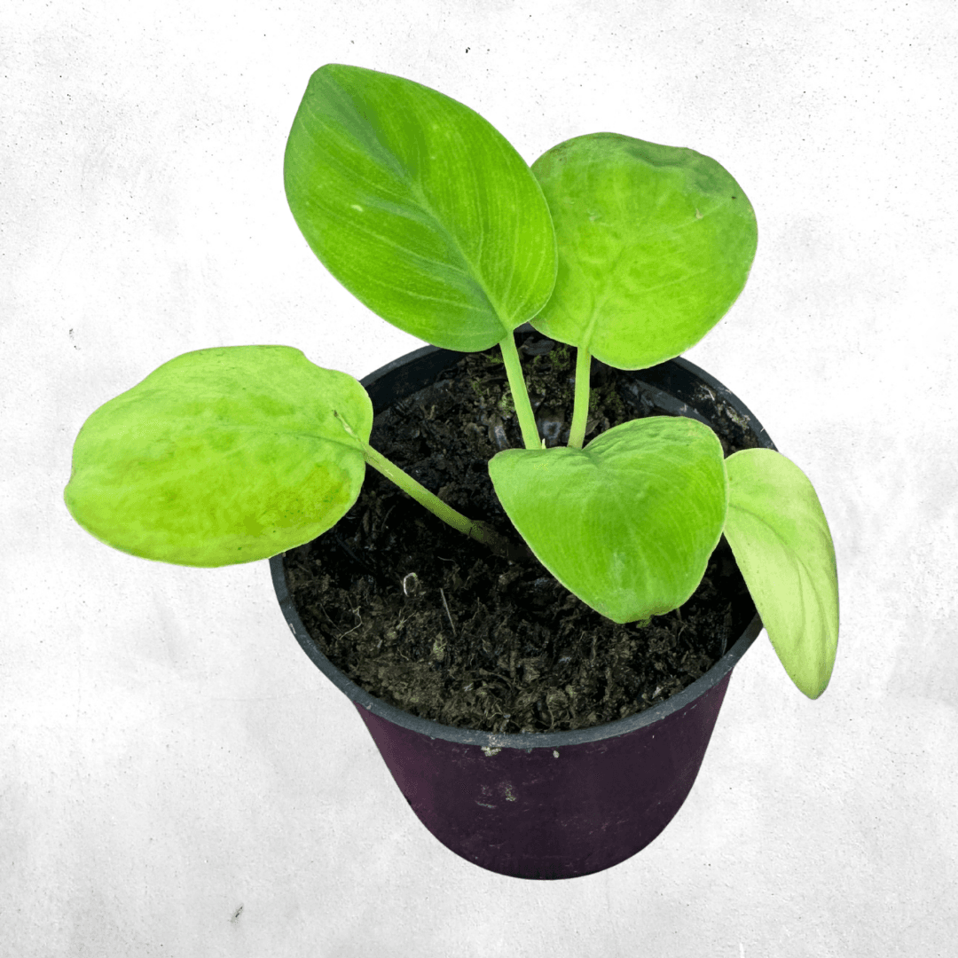 Homalomena sp green - Vivarium Plant