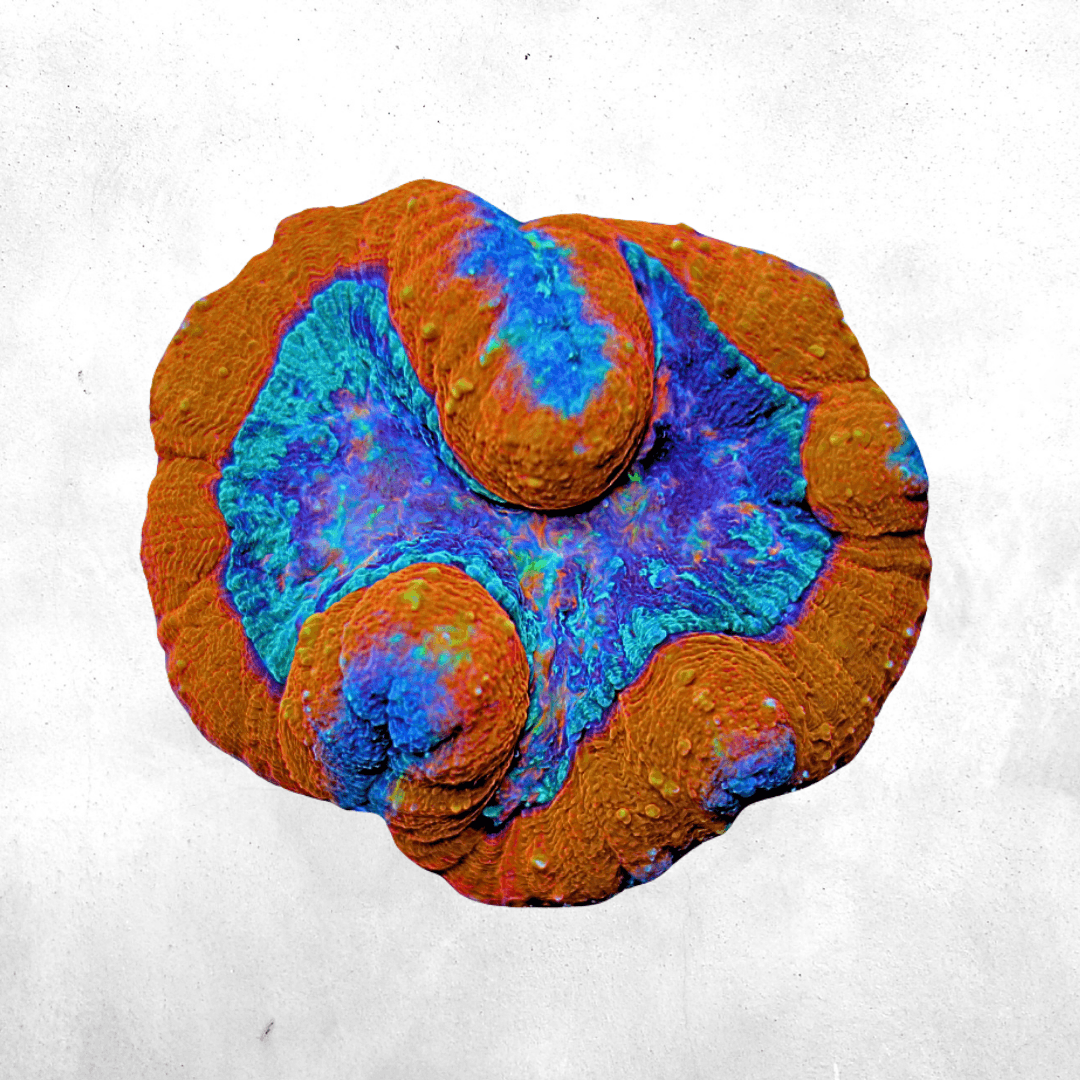 Lobophyllia - Meat Coral